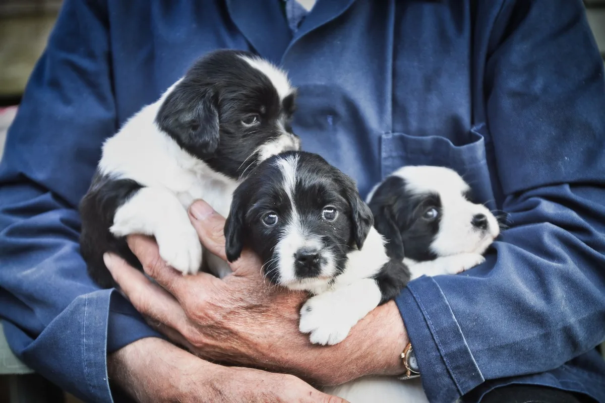 Trois chiots noir et blanc portés dans les bras d'une personne
