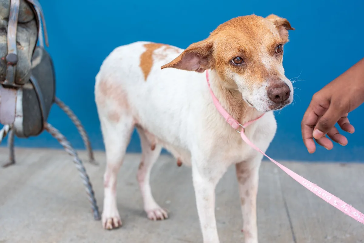 Chien croisé blanc et roux tenu en laisse, une main tendue vers lui