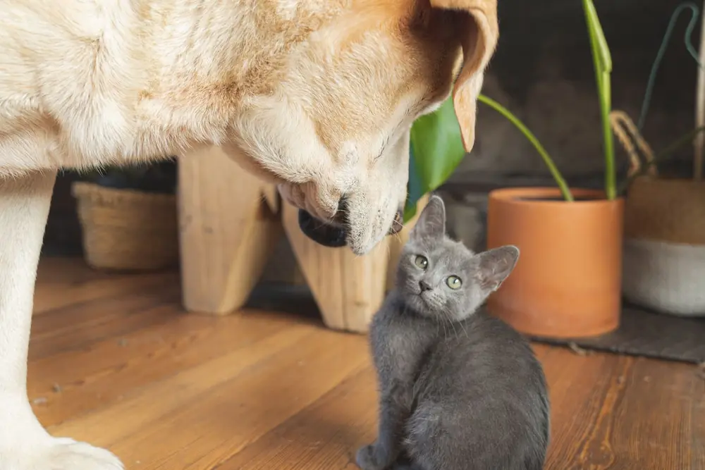 Labrador crème qui découvre un chaton gris assis sur un parquet, dans un salon