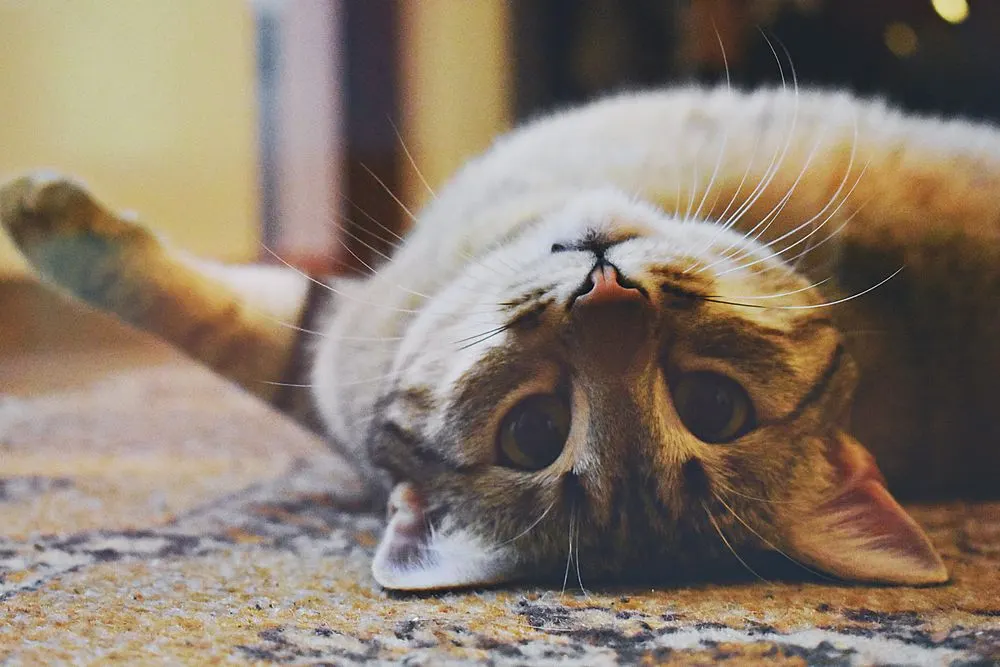 Chat roux allongé sur le dos