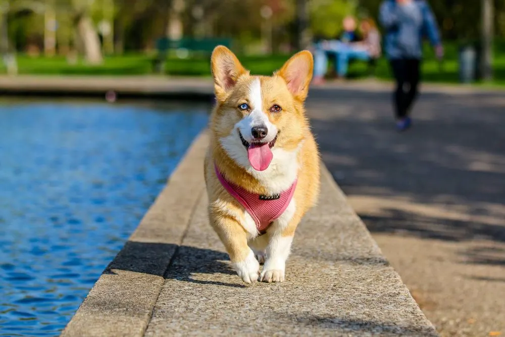 Corgi qui se promène dans un parc