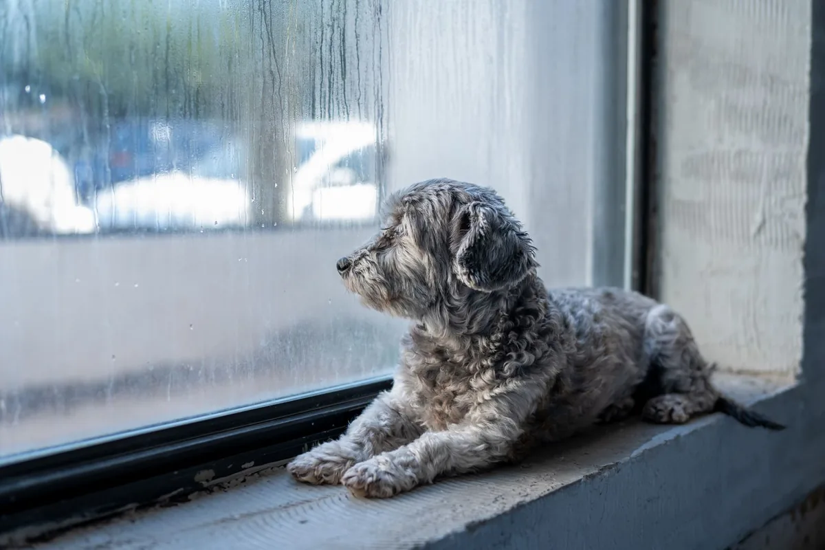 Petit chien couché sur le rebord d'une fenêtre, regardant la pluie ruisseler sur la vitre