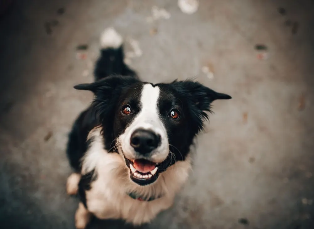 Border collie qui regarde vers le haut