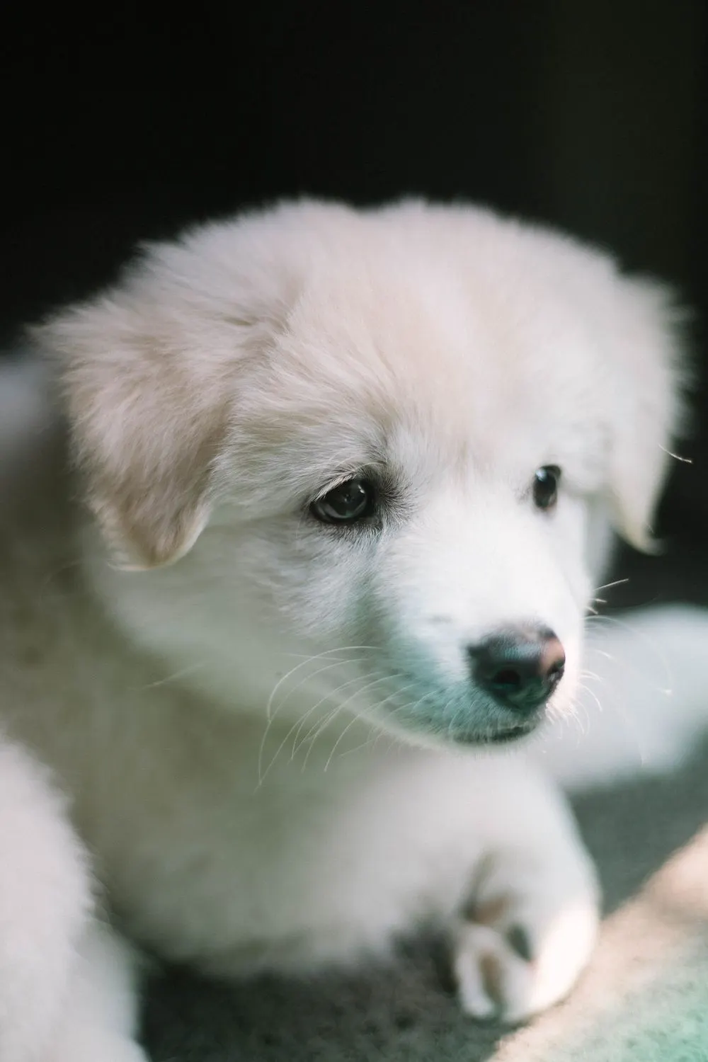 Chiot blanc attentif