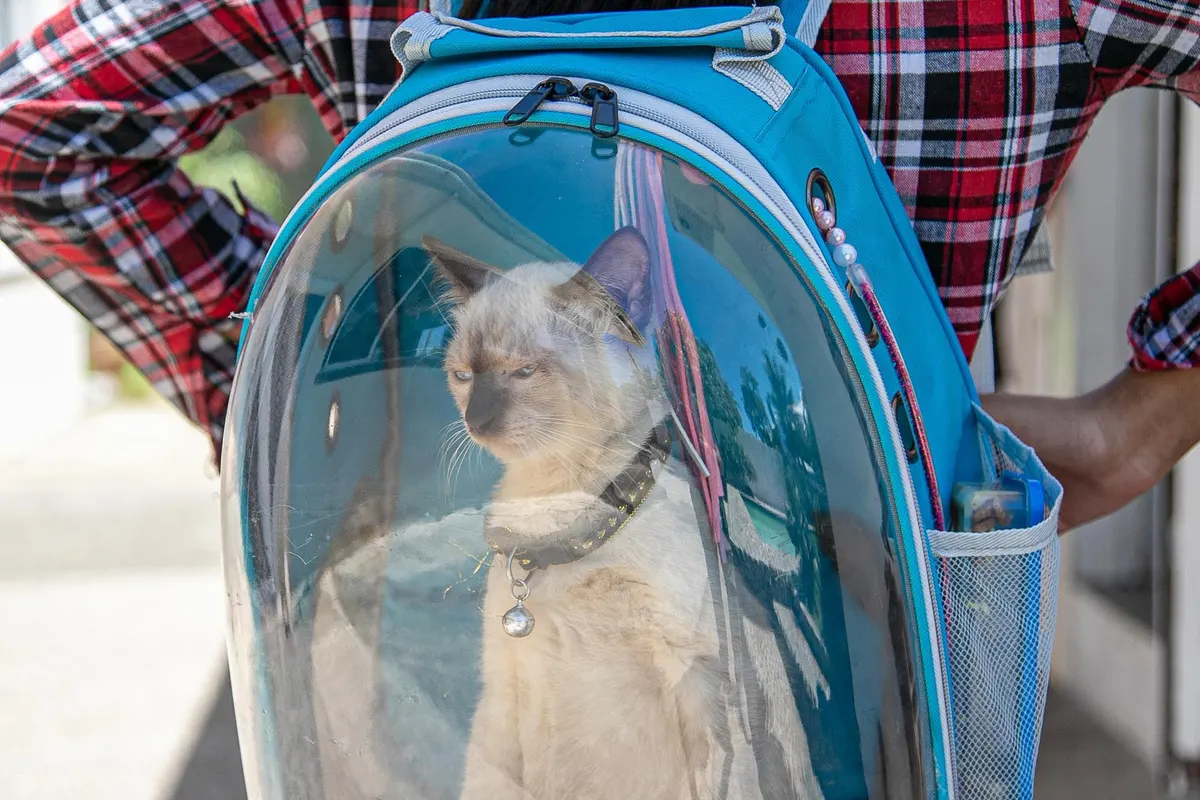 Une personne vue de dos, en chemise à carreaux, porte un sac à dos de transport transparent bleu dans lequel un chat crème est assis, dehors en plein jour