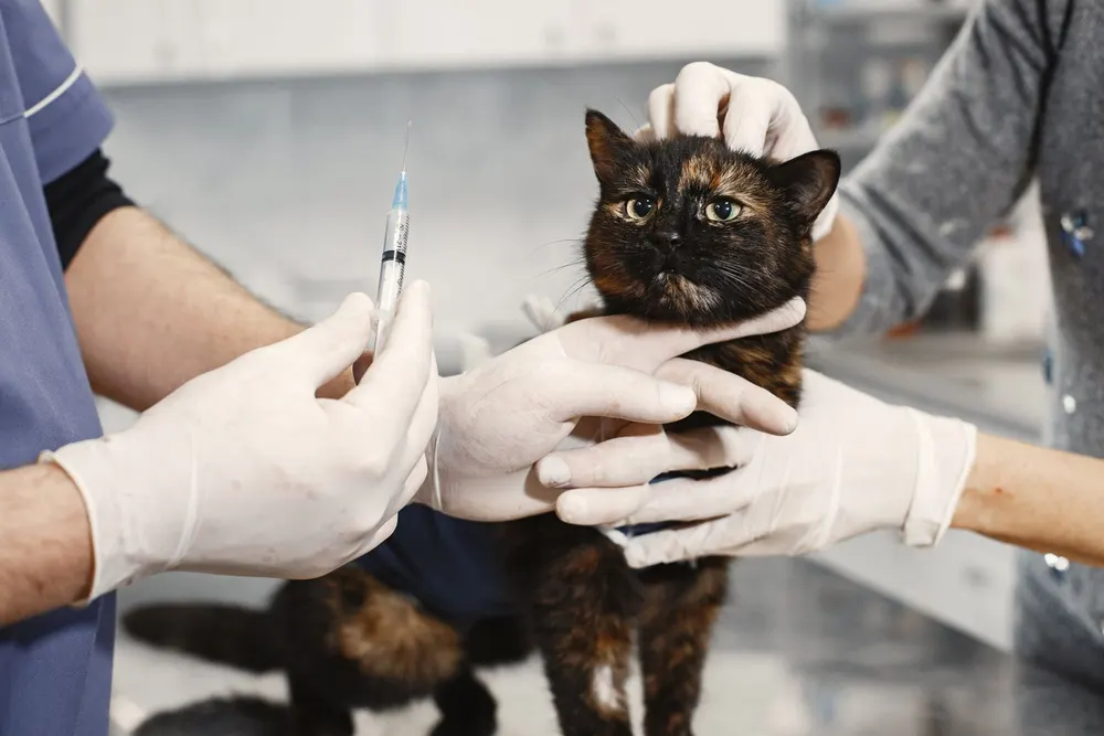Chat écaille de tortue tenu sur une table de consultation, un vétérinaire prépare une seringue