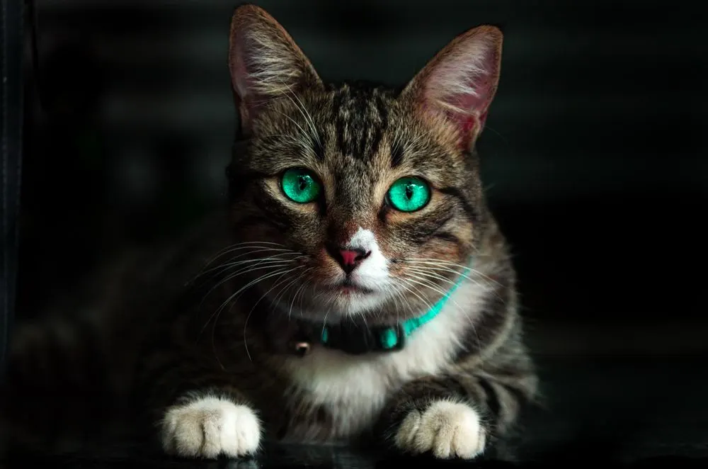 Chaton lors de sa première vaccination chez le vétérinaire