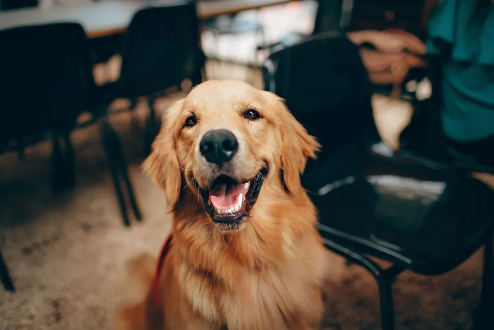 Golden retriever dans une salle d'attente vétérinaire