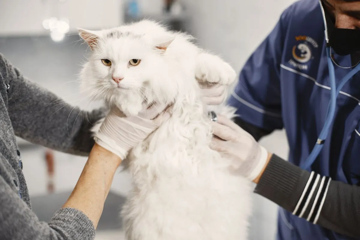 Chat blanc examiné par un vétérinaire au stéthoscope