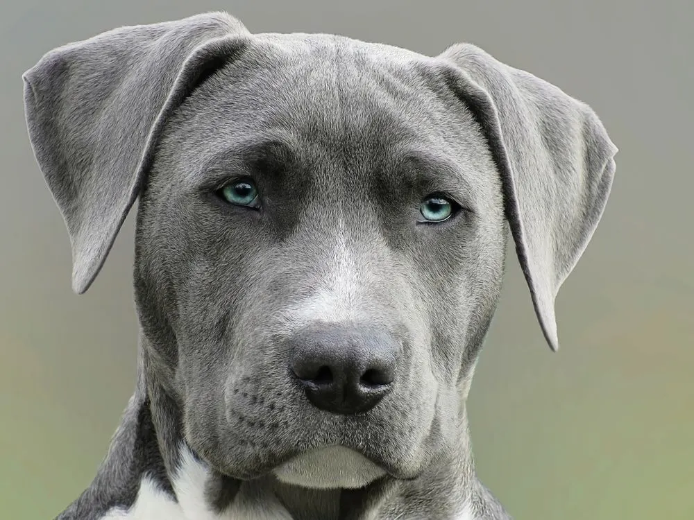 Portrait d'un chien aux yeux clairs