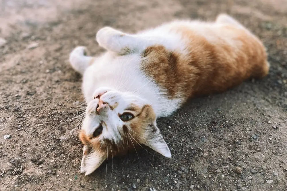 Chatte rousse et blanche roulée sur le dos sur un chemin de terre, une posture typique des chaleurs