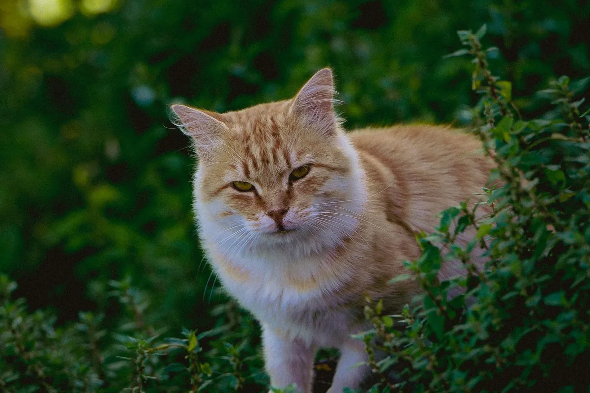 Chat roux et blanc dans une végétation dense et verte, à l'extérieur