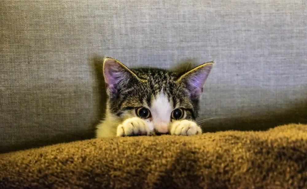 Chaton tabby qui observe par-dessus un canapé