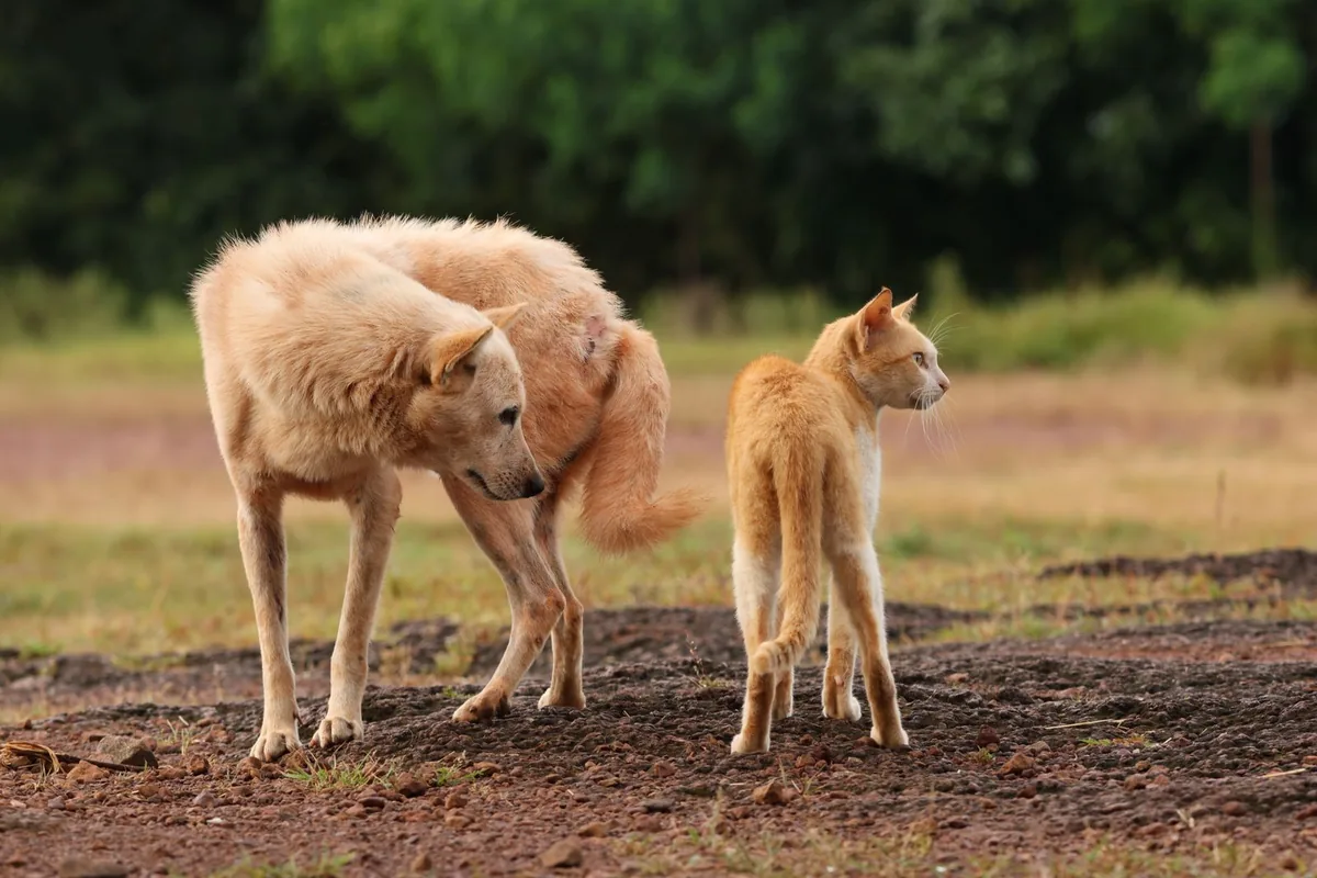 Un chien clair et un chat roux côte à côte sur une terre rouge, végétation tropicale en arrière-plan