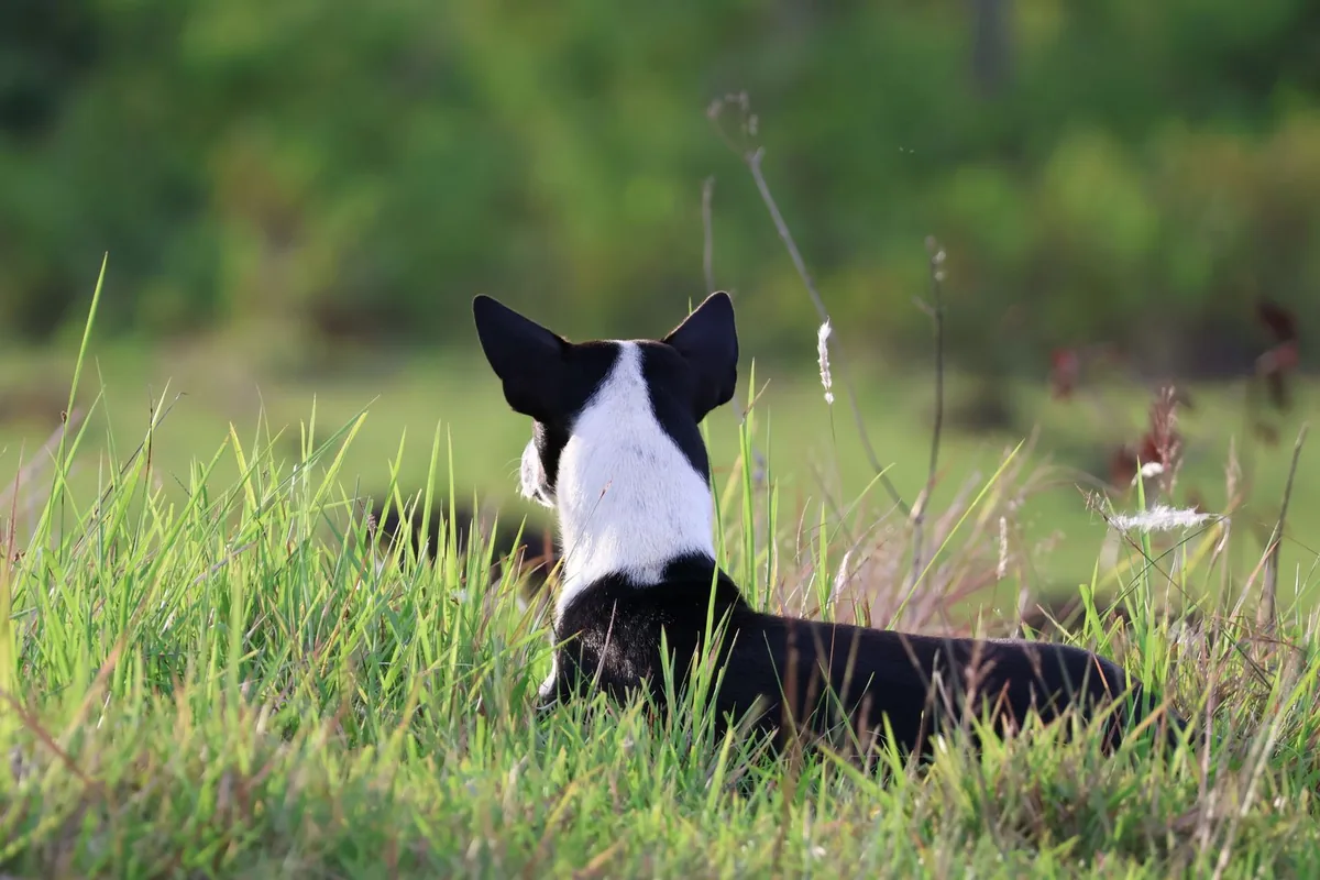 Chien noir et blanc assis dans les hautes herbes d'un champ tropical