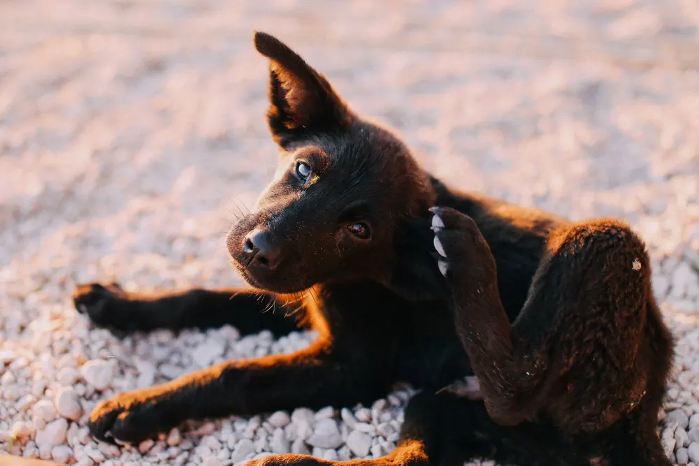 Chiot noir allongé sur des graviers qui se gratte l'oreille avec la patte arrière