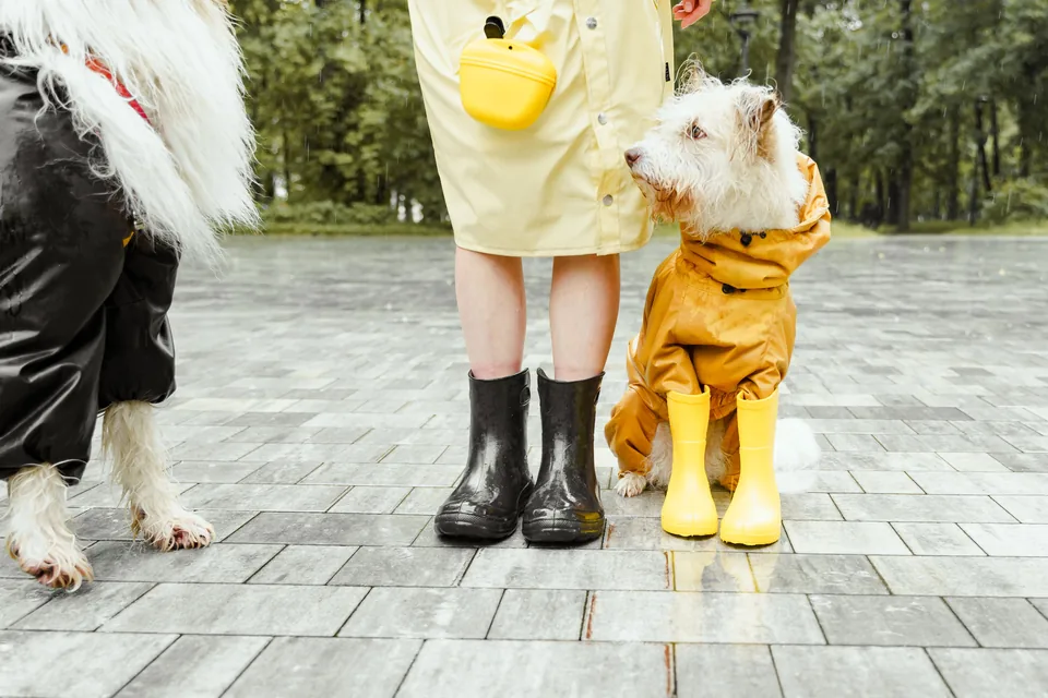 Chien en imperméable jaune près de son propriétaire sur un pavement mouillé ; un second chien apparaît en bord de cadre.