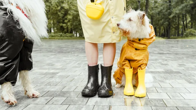 Chien en imperméable jaune près de son propriétaire sur un pavement mouillé ; un second chien apparaît en bord de cadre.