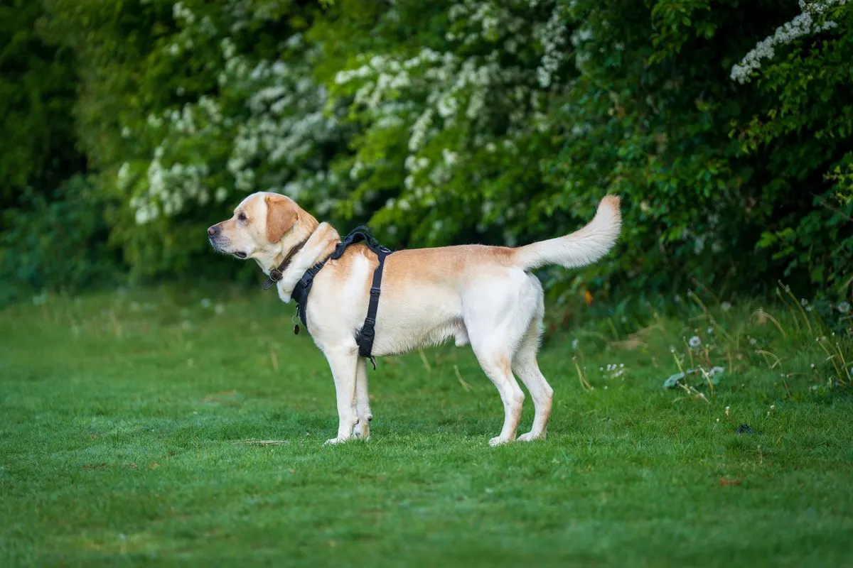 Labrador sable debout de profil dans l'herbe, taille et ligne du ventre visibles