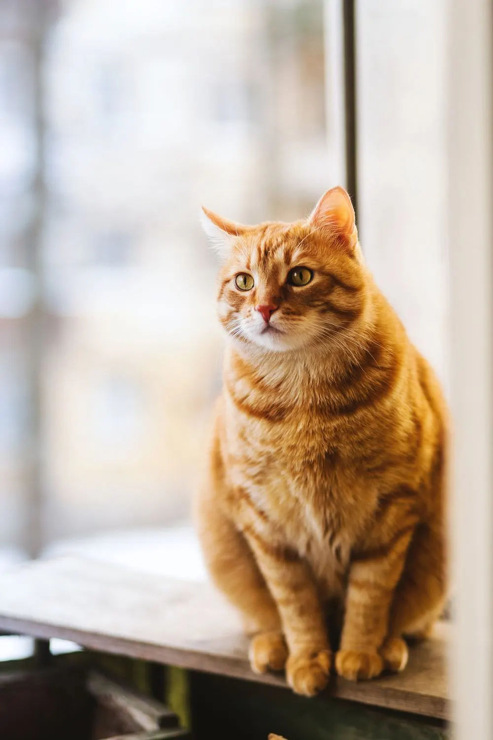 Chat roux assis près d'une fenêtre