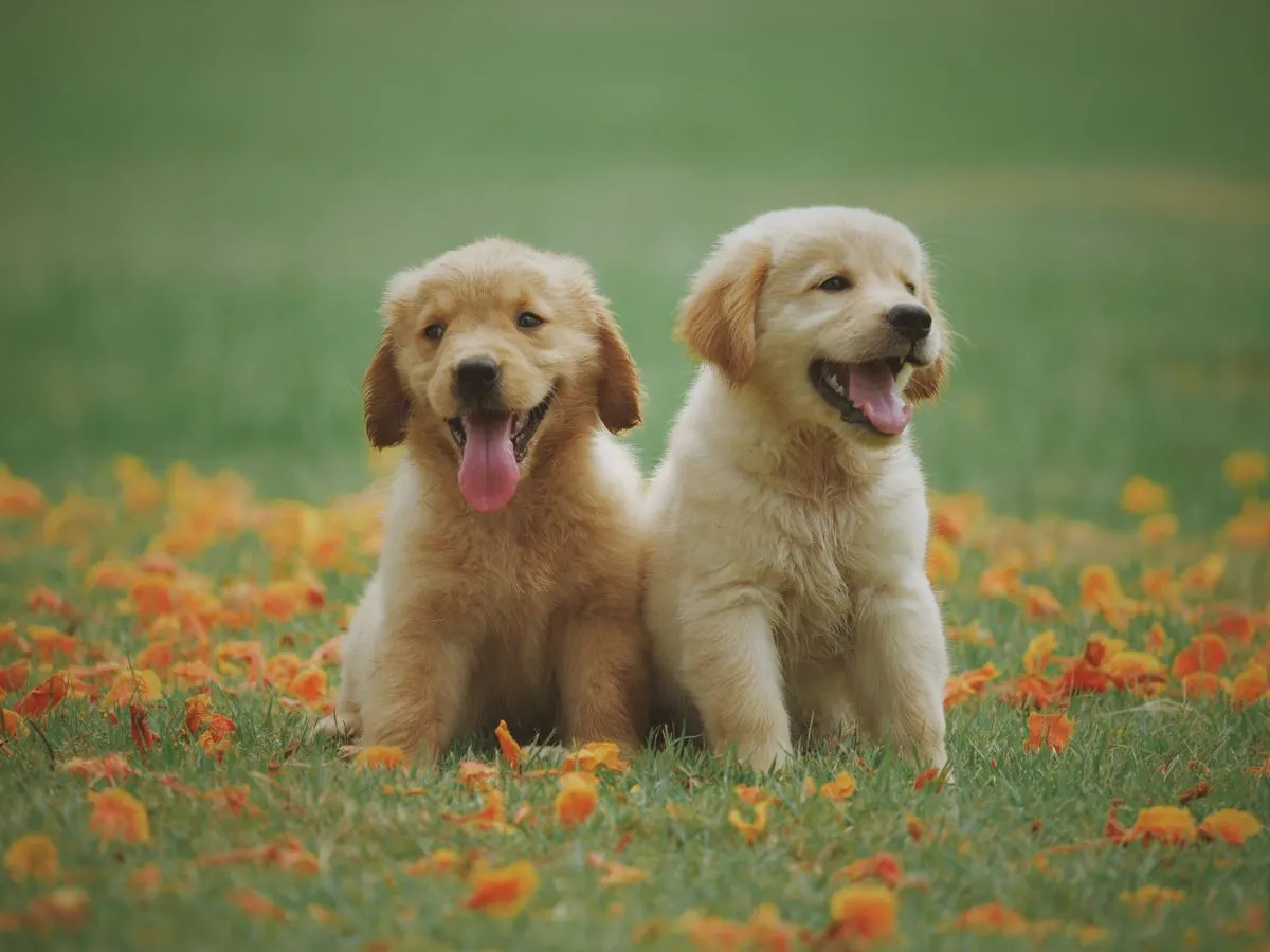 Deux chiots golden retriever assis dans l'herbe