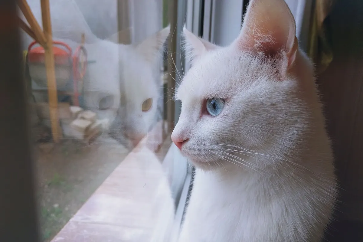 Chat blanc aux yeux bleus, de profil, regardant dehors à travers une vitre où se reflète son visage