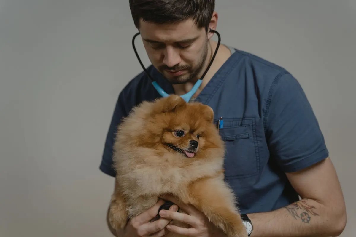 Vétérinaire qui ausculte un chien au stéthoscope