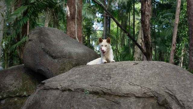 Chien clair sur des rochers au milieu d’une végétation dense.