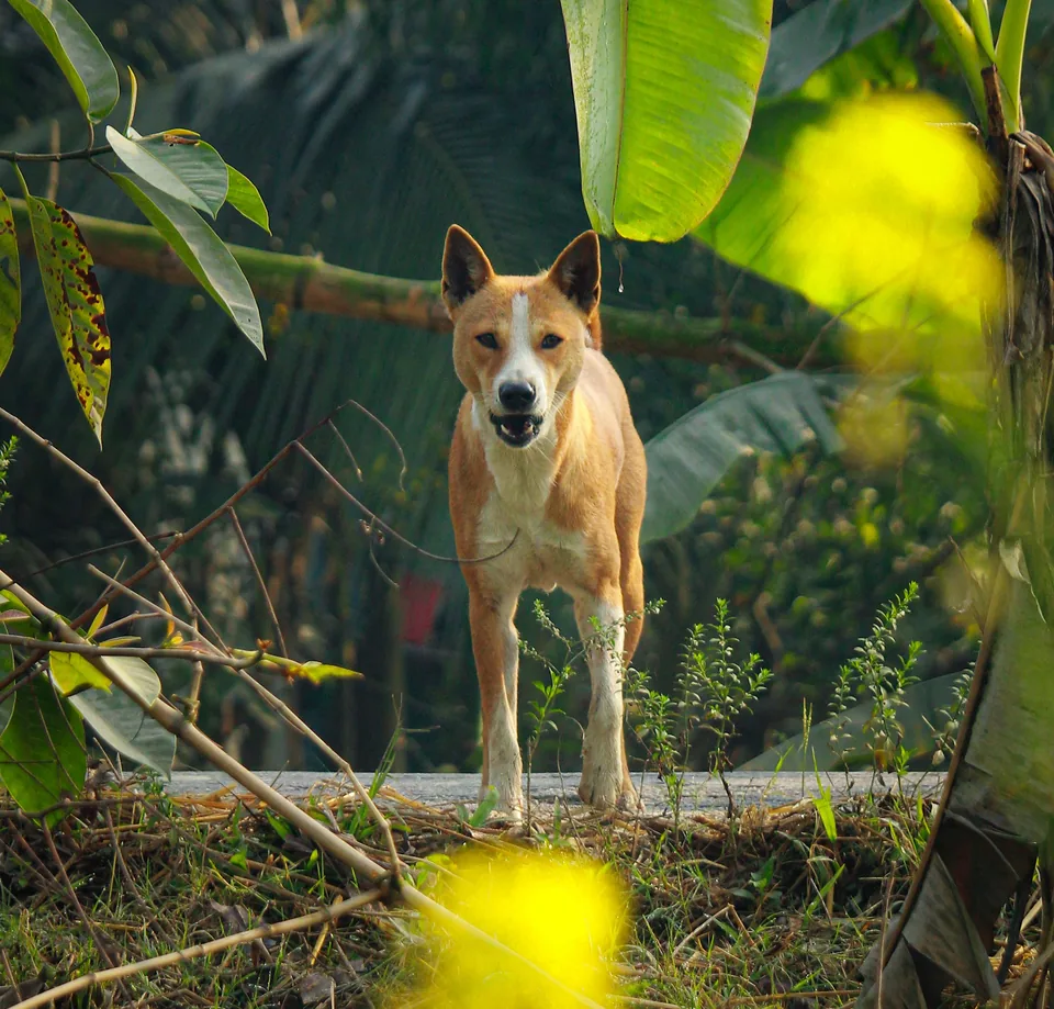 Chien debout parmi des feuilles de bananier et des branches.
