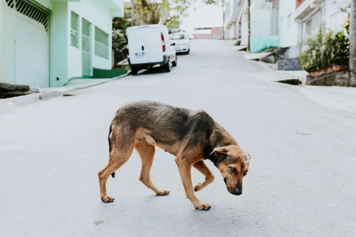 Un chien errant brun et noir, la tête baissée, traverse une rue asphaltée en pente bordée de maisons et d’une camionnette blanche garée