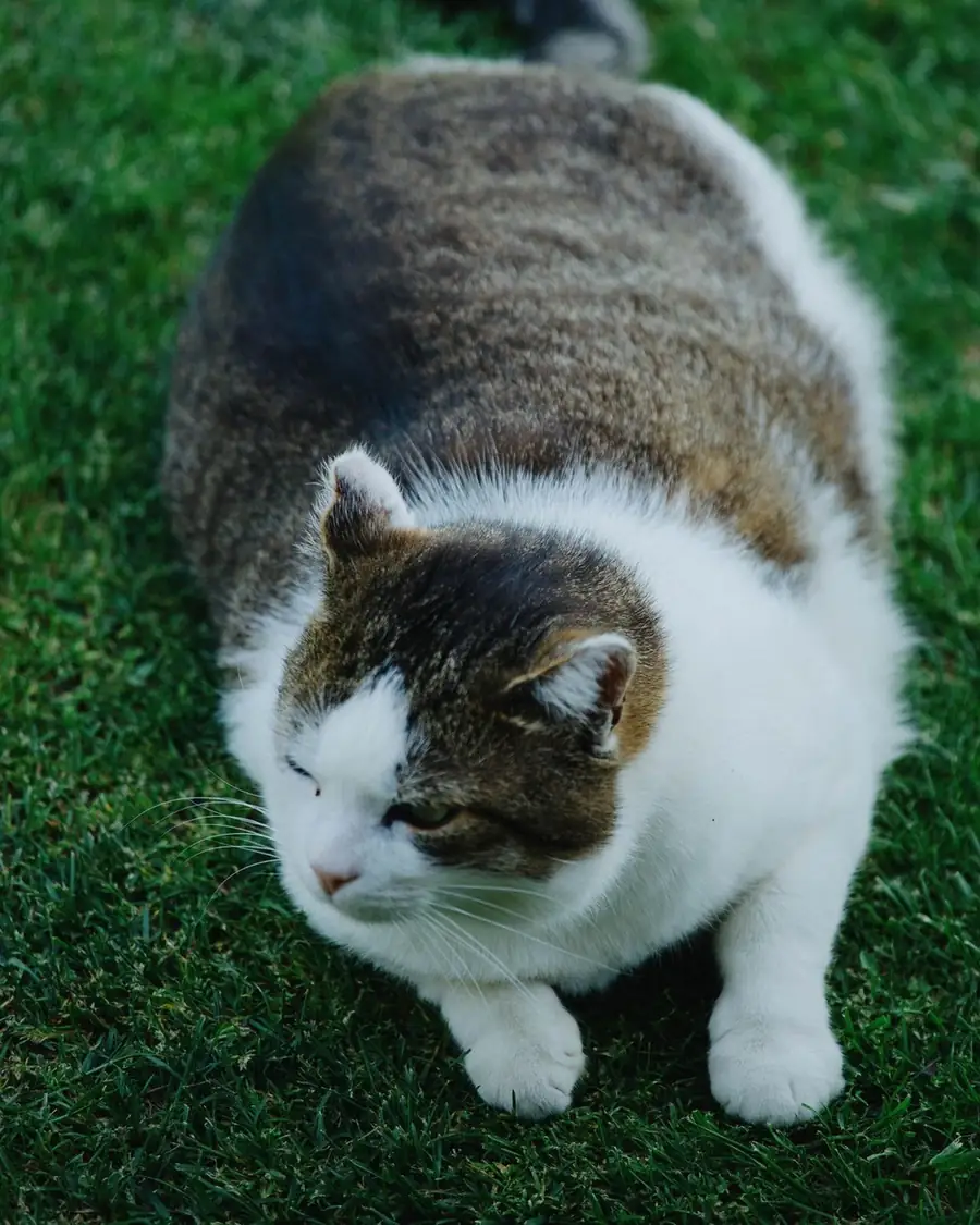 Chat tigré et blanc en surpoids vu de dessus sur une pelouse, le corps arrondi sans taille marquée