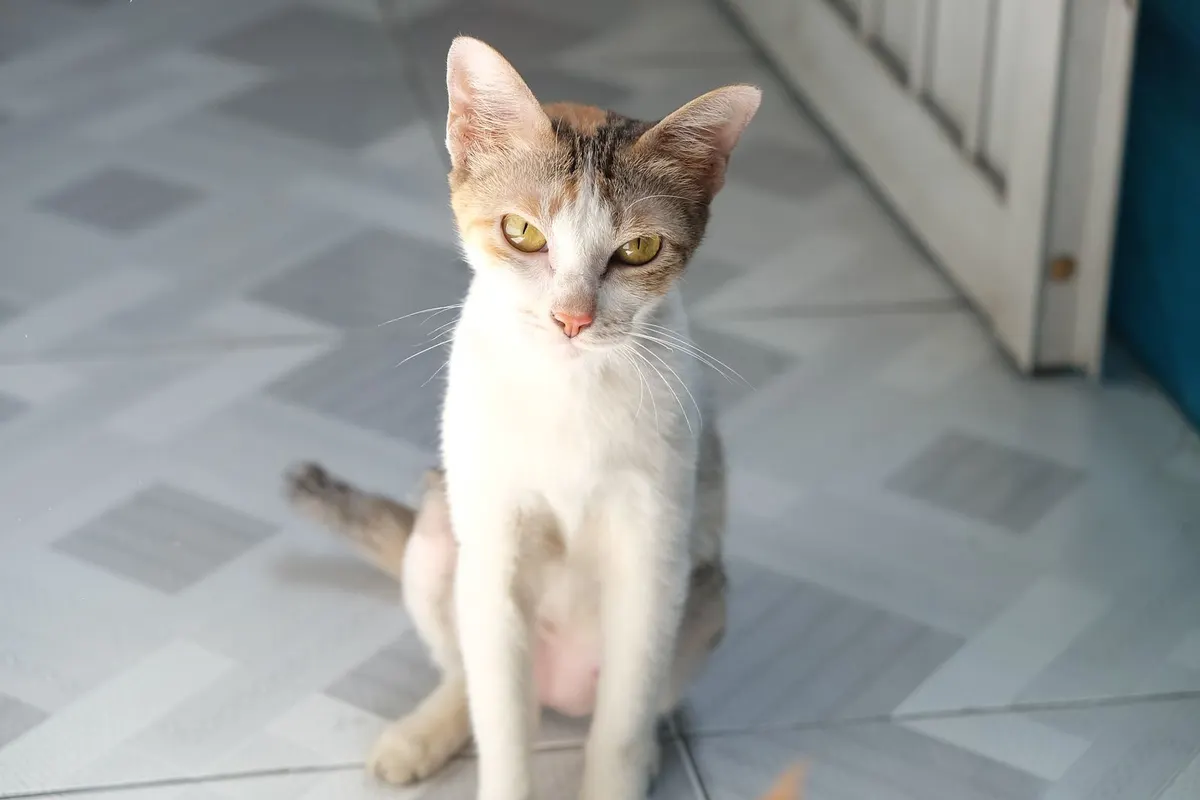 Chat écaille de tortue assis sur un carrelage clair à l'intérieur, regard tourné vers l'objectif
