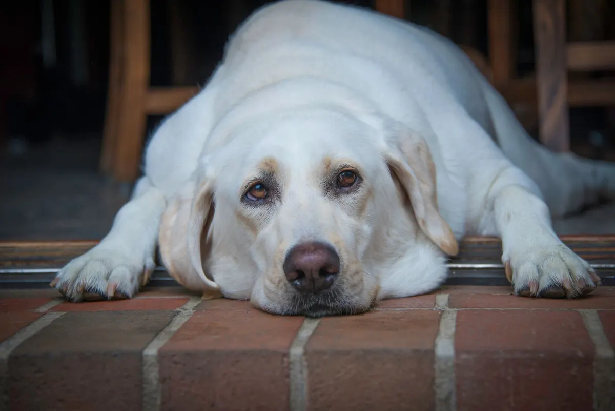 Labrador sable corpulent couché sur le pas d'une porte en brique, la tête posée entre ses pattes