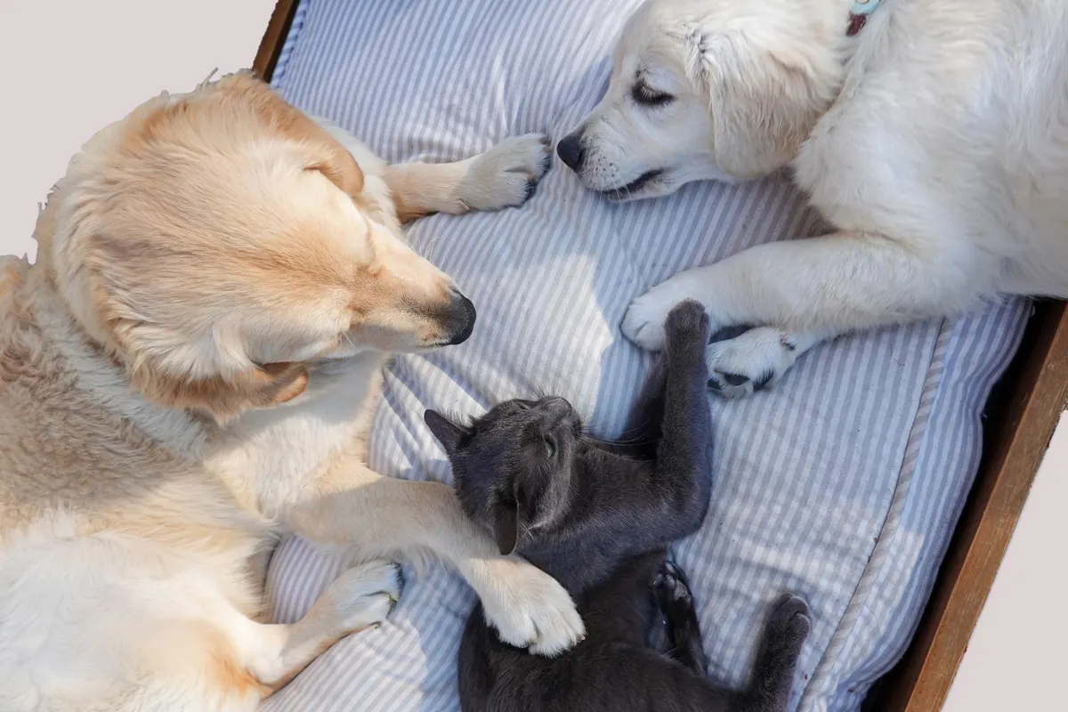 Deux chiens aux yeux fermés, l’un crème et l’autre blanc, et un chat gris allongés ensemble sur un coussin rayé bleu et gris, vus de dessus