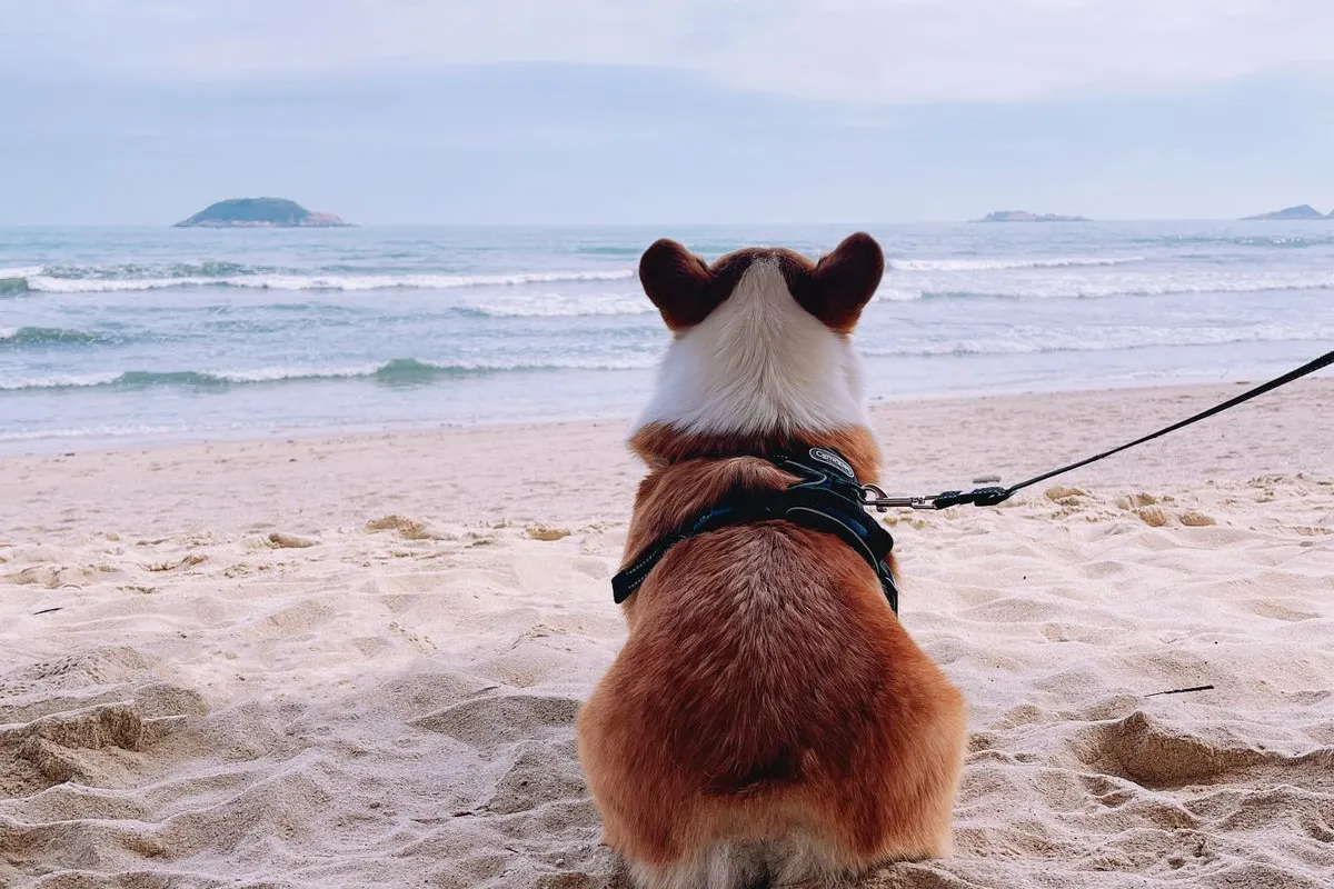 Chien tenu en laisse assis face à la mer sur une plage de sable