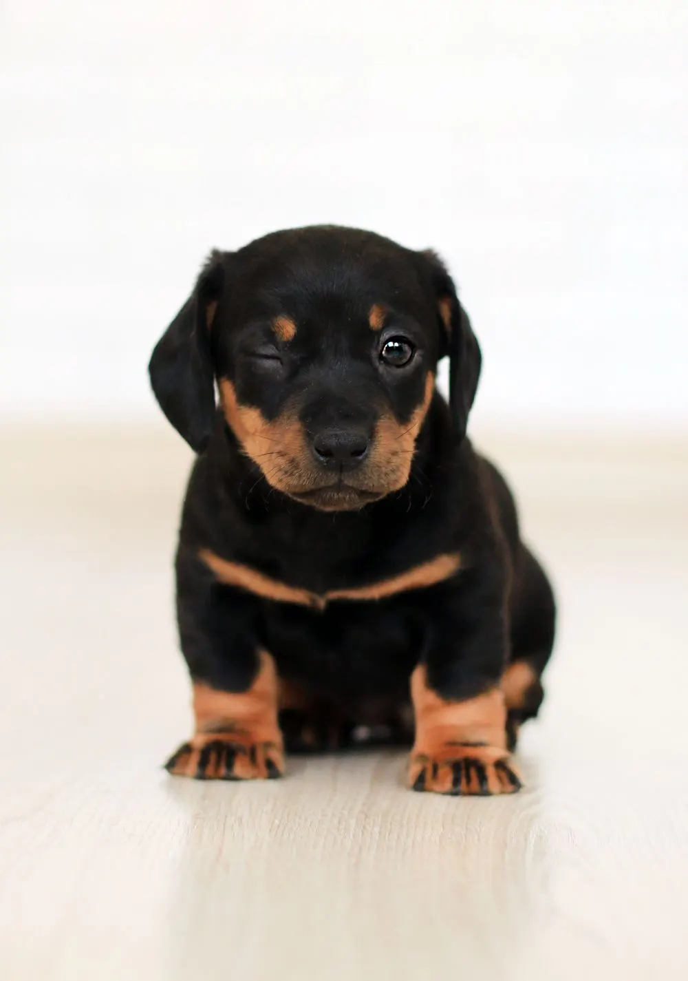 Chiot teckel noir et feu assis