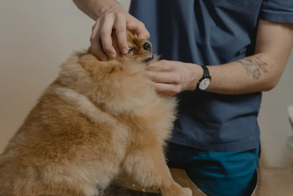 Vétérinaire en blouse bleue examinant un petit chien roux sur la table de consultation