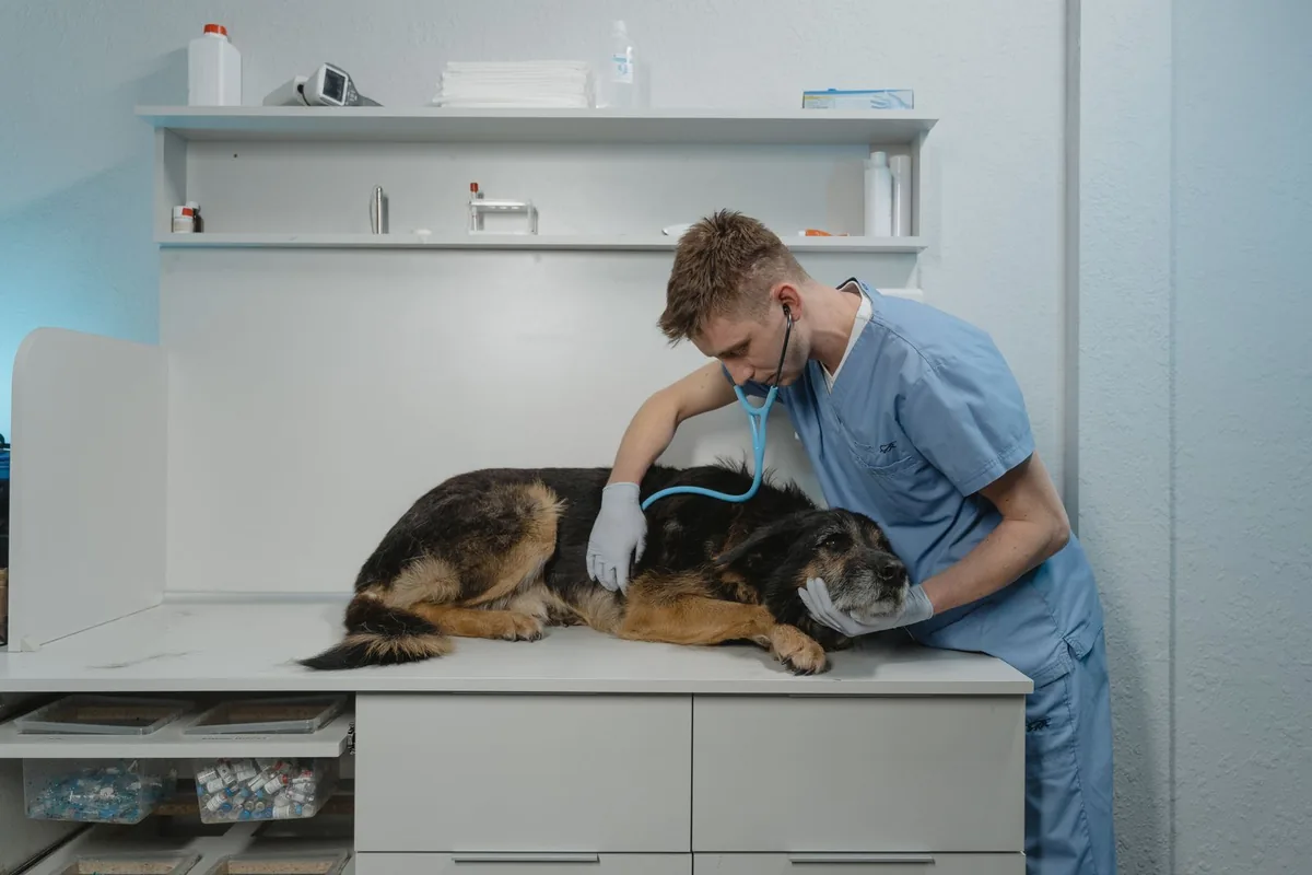 Vétérinaire en blouse auscultant un chien âgé allongé sur une table d'examen