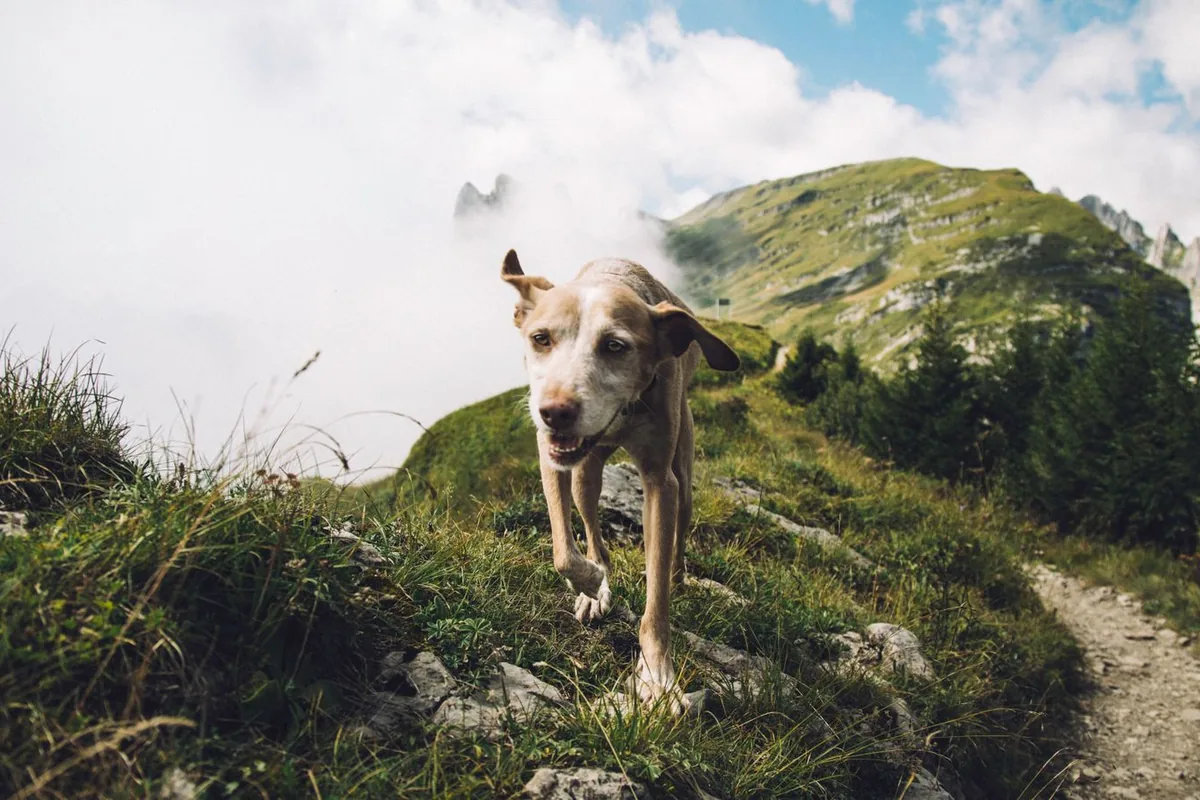 Chien avançant sur un sentier de crête, mer de nuages et sommets verts en arrière-plan