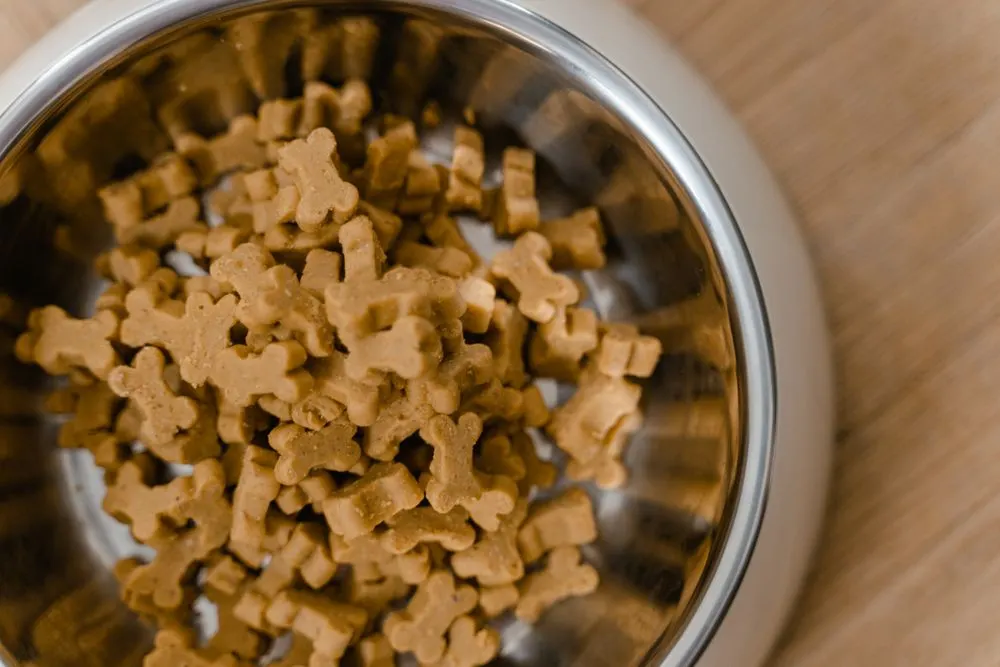 Gamelle en inox remplie de croquettes pour chien