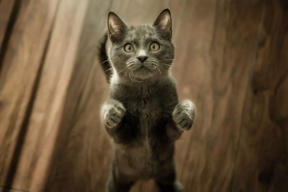 Chaton gris debout sur ses pattes arrière