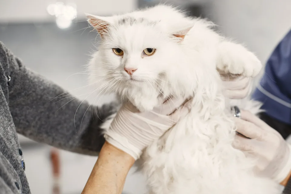 Chat blanc maintenu par des mains gantées lors d’un examen vétérinaire.