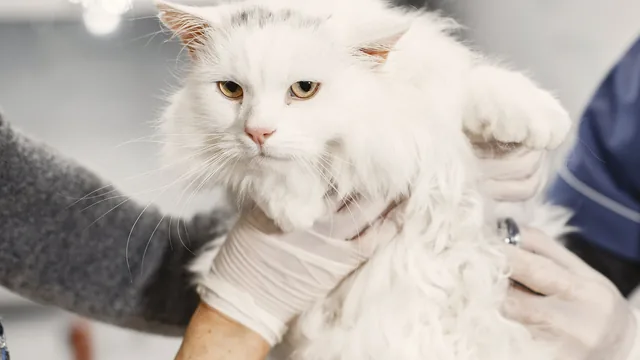 Chat blanc maintenu par des mains gantées lors d’un examen vétérinaire.