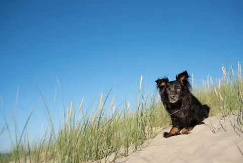 Un chien allongé sur le sable