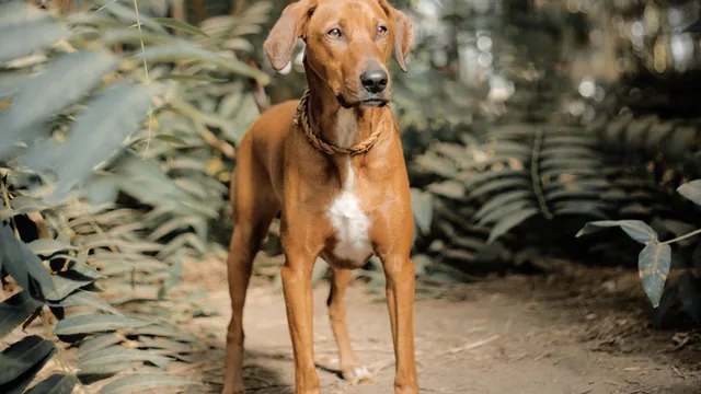 Chien brun debout sur un chemin bordé de végétation.