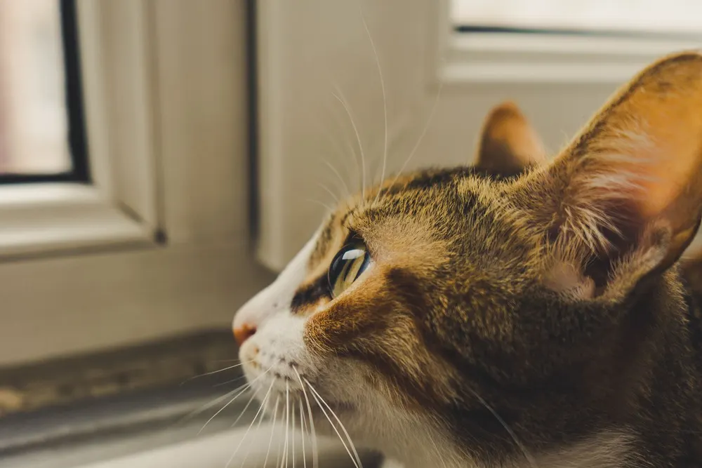 Chat tigré et blanc regardant par une fenêtre fermée