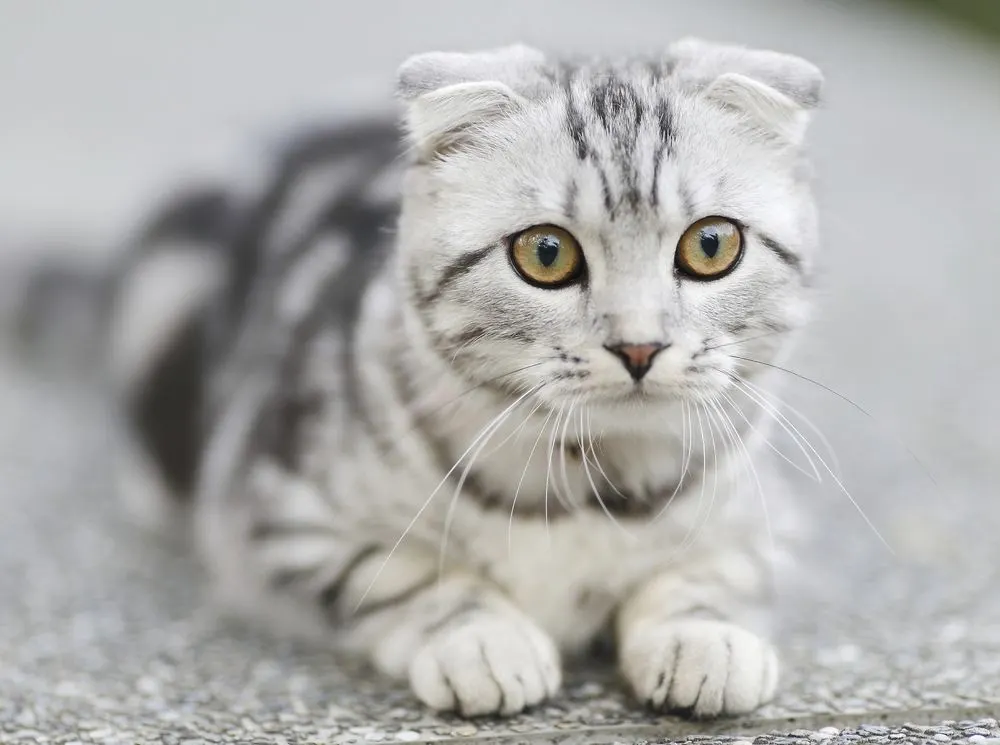 Chaton Scottish Fold gris allongé