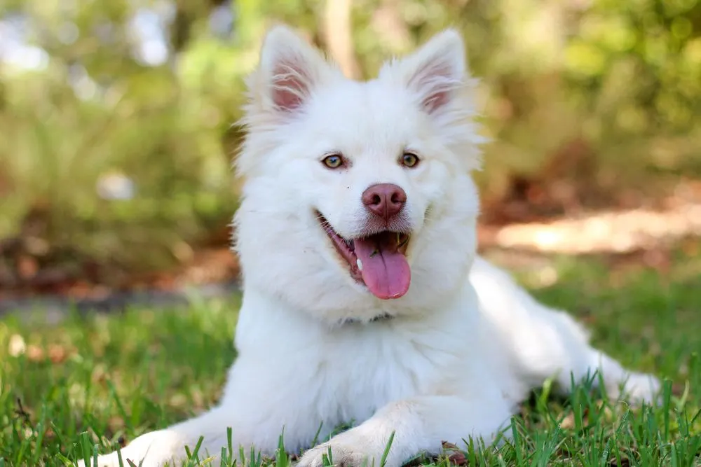 Chien blanc allongé dans l'herbe