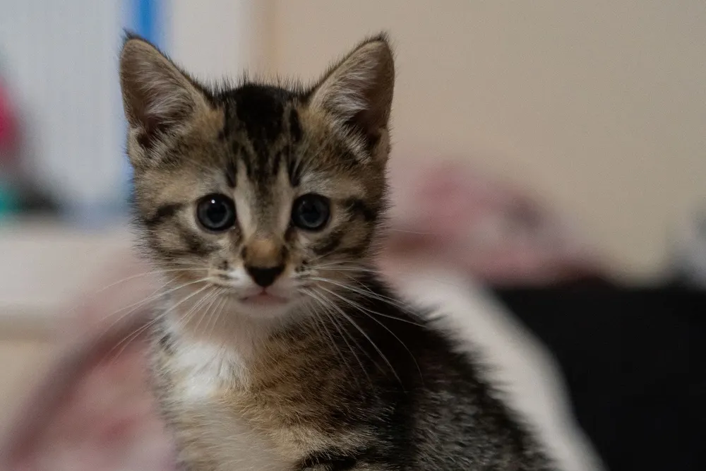 Chaton tigré aux yeux bleus assis sur une couverture