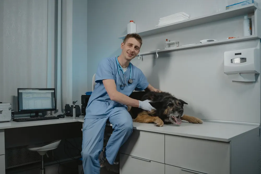 Un vétérinaire en tenue de consultation assis à côté d'un vieux chien allongé sur la table d'examen